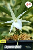 画像3: 【夕方から香るマダガスカルのミニ洋蘭】Angraecum didieri （原種）アングレカム ディディエリ (3)