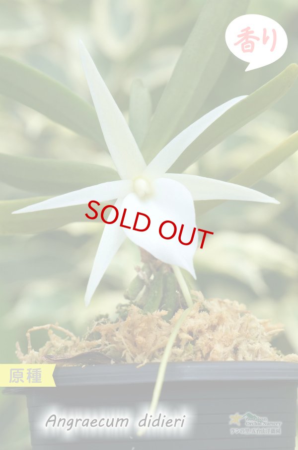 画像3: 【夕方から香るマダガスカルのミニ洋蘭】Angraecum didieri (原種)アングレカム ディディエリ (3)