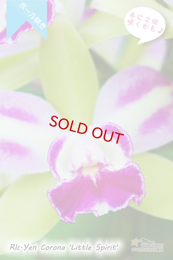 画像3: 【グリーンに赤いクサビが印象的なボール咲きカトレア】Rlc[Blc].Yen Corona 'Little Spirit' （交配種）カトレア系　イェン コロナ ‘リトルスピリット' (3)