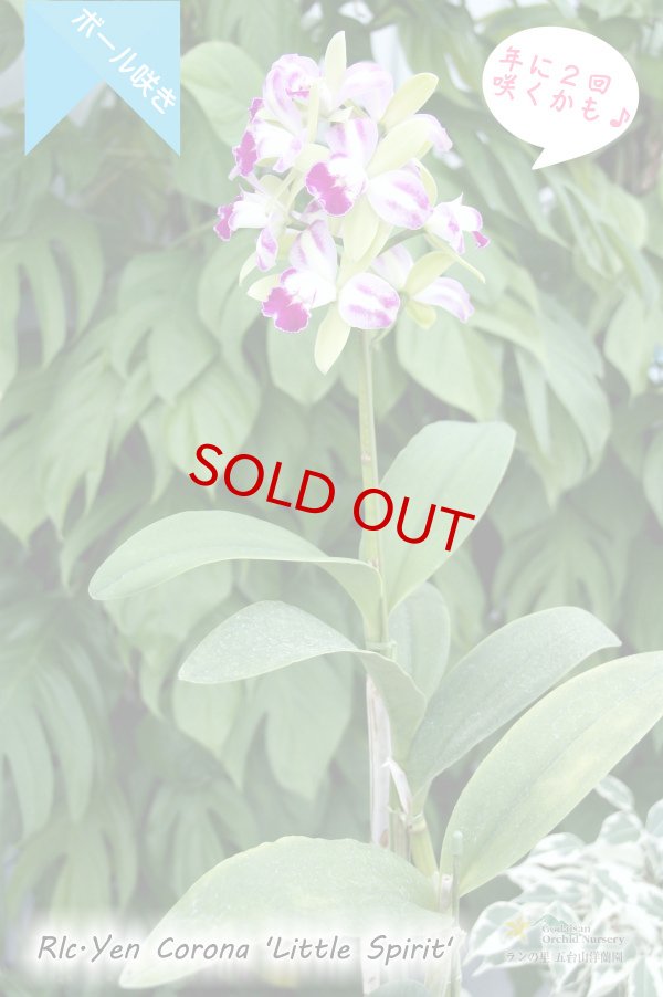 画像4: 【グリーンに赤いクサビが印象的なボール咲きカトレア】Rlc[Blc].Yen Corona 'Little Spirit' （交配種）カトレア系　イェン コロナ ‘リトルスピリット' (4)