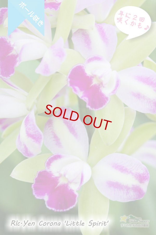 画像2: 【グリーンに赤いクサビが印象的なボール咲きカトレア】Rlc[Blc].Yen Corona 'Little Spirit' （交配種）カトレア系　イェン コロナ ‘リトルスピリット' (2)