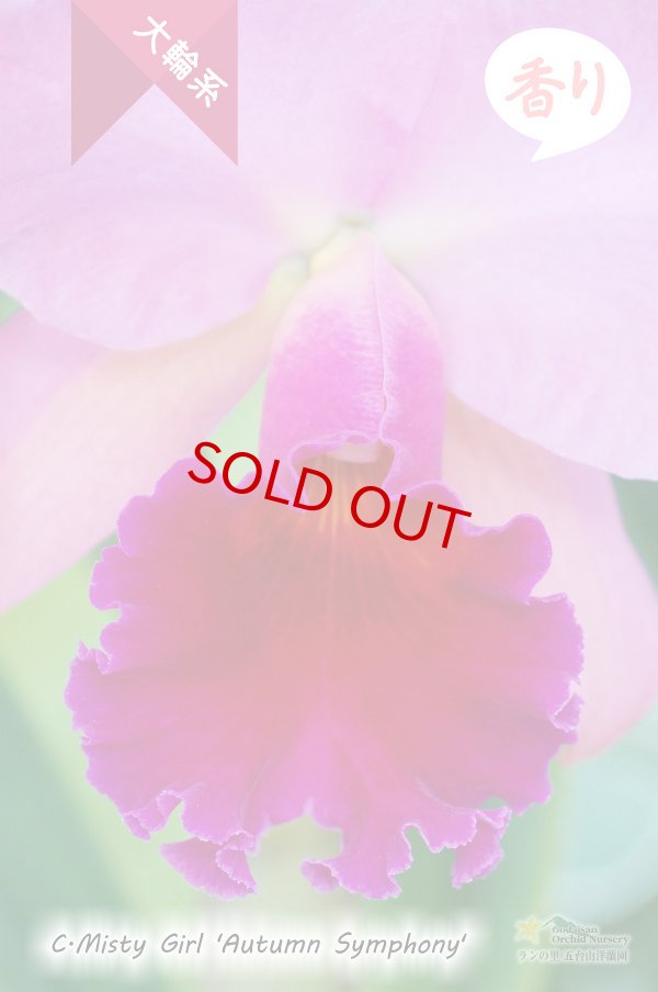 画像2: C.Misty Girl 'Autumn Symphony' (交配種)カトレア ミスティーガール‘オータムシンフォニー' (2)
