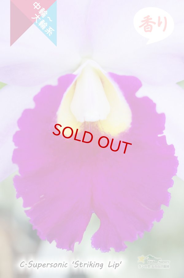 画像3: 【コントラストのはっきりしたミディカトレア】C.Supersonic 'Striking Lip' BM/JOGA (交配種)カトレア スーパーソニック‘ストライキングリップ' (3)