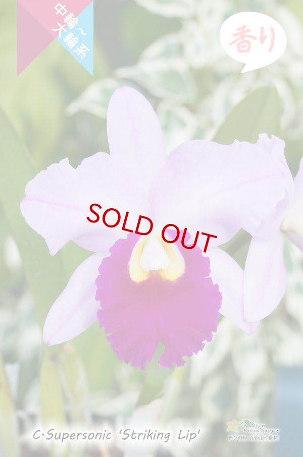 画像2: 【コントラストのはっきりしたミディカトレア】C.Supersonic 'Striking Lip' BM/JOGA (交配種)カトレア スーパーソニック‘ストライキングリップ' (2)