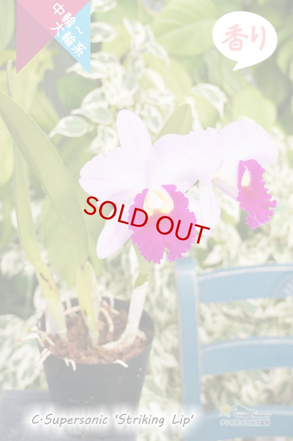 画像4: 【コントラストのはっきりしたミディカトレア】C.Supersonic 'Striking Lip' BM/JOGA (交配種)カトレア スーパーソニック‘ストライキングリップ' (4)