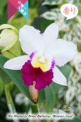 画像1: 【しっかりとした中大輪紅白カトレア】Rlc.Memoria Anna Balmores‘Blumen Insel' （交配種）カトレア　メモリア　アンナ　バルモレス 'ブルーメンインセル’ (1)