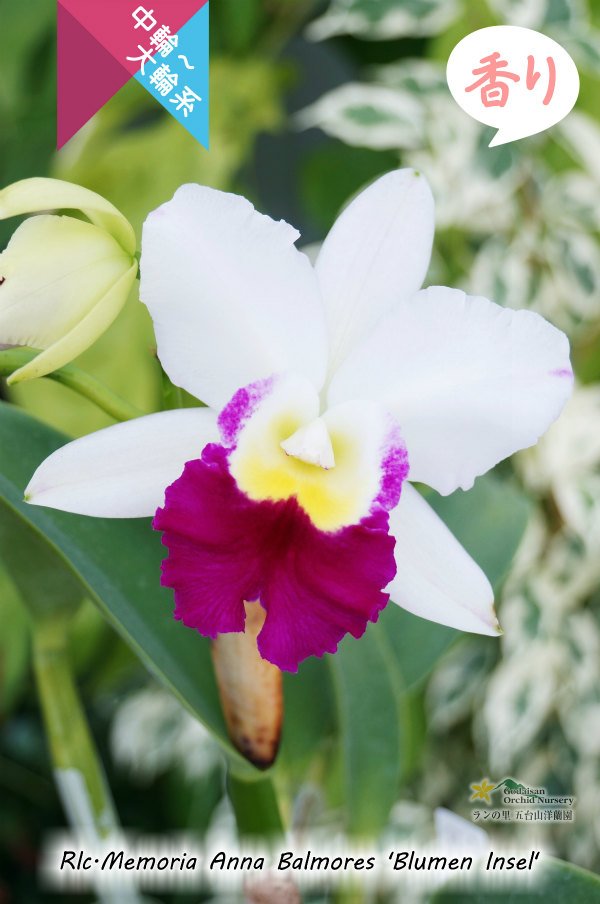 画像1: 【しっかりとした中大輪紅白カトレア】Rlc.Memoria Anna Balmores‘Blumen Insel' （交配種）カトレア　メモリア　アンナ　バルモレス 'ブルーメンインセル’ (1)