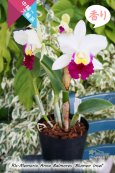 画像5: 【しっかりとした中大輪紅白カトレア】Rlc.Memoria Anna Balmores‘Blumen Insel' （交配種）カトレア　メモリア　アンナ　バルモレス 'ブルーメンインセル’ (5)