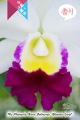 画像4: 【しっかりとした中大輪紅白カトレア】Rlc.Memoria Anna Balmores‘Blumen Insel' （交配種）カトレア　メモリア　アンナ　バルモレス 'ブルーメンインセル’ (4)