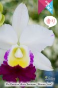 画像3: 【しっかりとした中大輪紅白カトレア】Rlc.Memoria Anna Balmores‘Blumen Insel' （交配種）カトレア　メモリア　アンナ　バルモレス 'ブルーメンインセル’ (3)