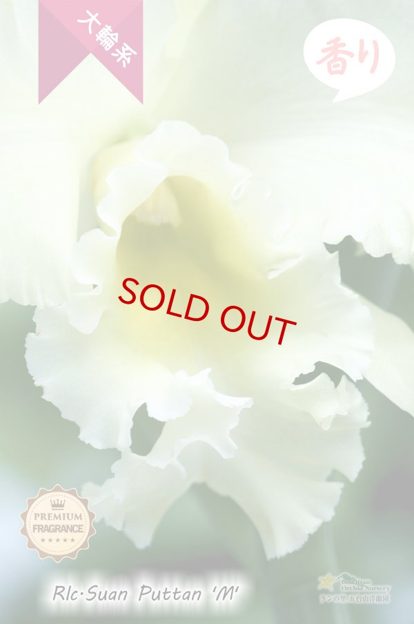 画像3: 【香りを楽しむ大輪クリームグリーンカトレア】Rlc.Suan Puttan 'M' (交配種)カトレア スアンプタン ‘エム' (3)