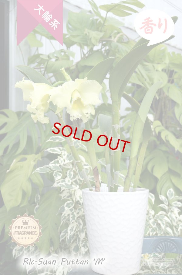 画像4: 【香りを楽しむ大輪クリームグリーンカトレア】Rlc.Suan Puttan 'M' (交配種)カトレア スアンプタン ‘エム' (4)