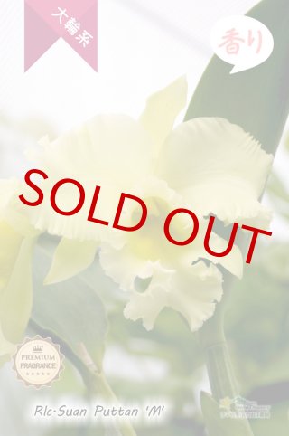 洋ラン　カトレア　香り有り 70726f647563742f32303135313131