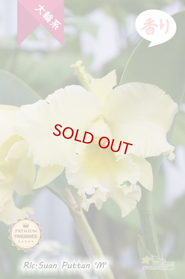 画像2: 【香りを楽しむ大輪クリームグリーンカトレア】Rlc.Suan Puttan 'M' (交配種)カトレア スアンプタン ‘エム' (2)