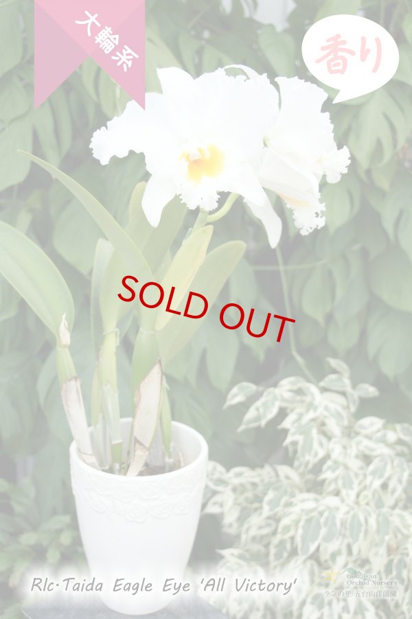 画像4: 【ふくよかな白色大輪カトレア】Rlc.Taida Eagle Eye 'All Victory'（交配種）カトレア　タイダイーグルアイ‘オールヴィクトリー' (4)