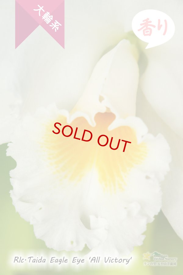 画像3: 【ふくよかな白色大輪カトレア】Rlc.Taida Eagle Eye 'All Victory'（交配種）カトレア　タイダイーグルアイ‘オールヴィクトリー' (3)