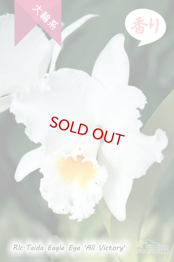 画像2: 【ふくよかな白色大輪カトレア】Rlc.Taida Eagle Eye 'All Victory'（交配種）カトレア　タイダイーグルアイ‘オールヴィクトリー' (2)