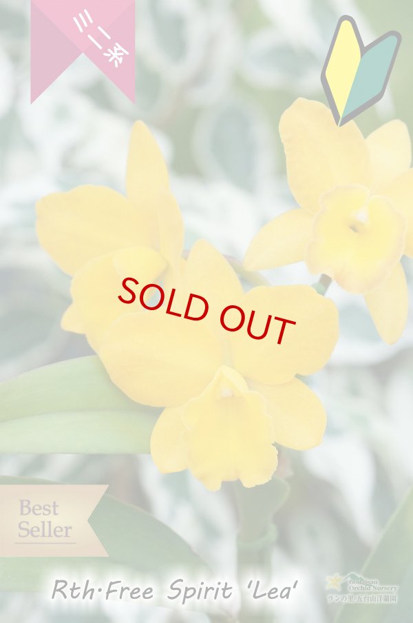 画像3: 【花持ちの良いミニカトレア】Rth.Free Spirit ‘Lea' （交配種）ミニカトレア　フリースピリット‘レア' (3)