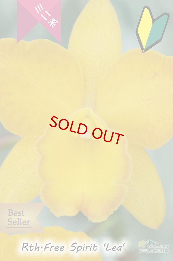 画像2: 【花持ちの良いミニカトレア】Rth.Free Spirit ‘Lea' （交配種）ミニカトレア　フリースピリット‘レア' (2)
