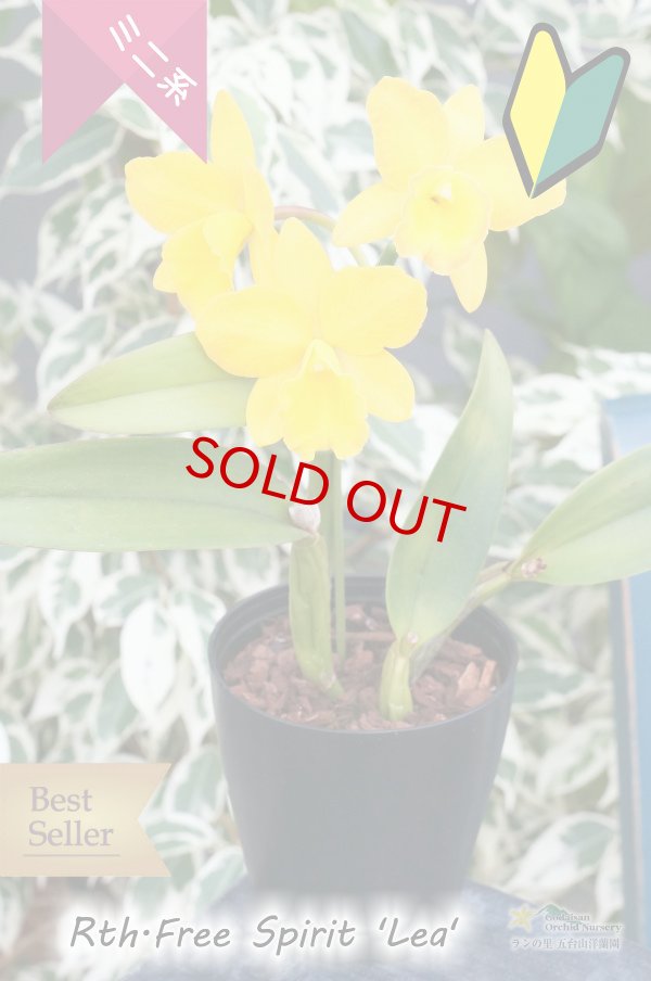 画像5: 【花持ちの良いミニカトレア】Rth.Free Spirit ‘Lea' （交配種）ミニカトレア　フリースピリット‘レア' (5)