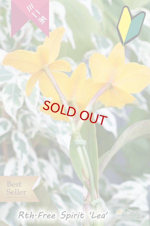 画像4: 【花持ちの良いミニカトレア】Rth.Free Spirit ‘Lea' （交配種）ミニカトレア　フリースピリット‘レア' (4)