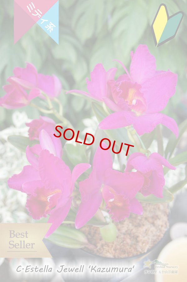 画像2: 【永遠のベストセラー】C.Estella Jewell‘Kazumura’AM/AOS (交配種) ミディカトレア　エステラジュエル‘カズムラ’ (2)