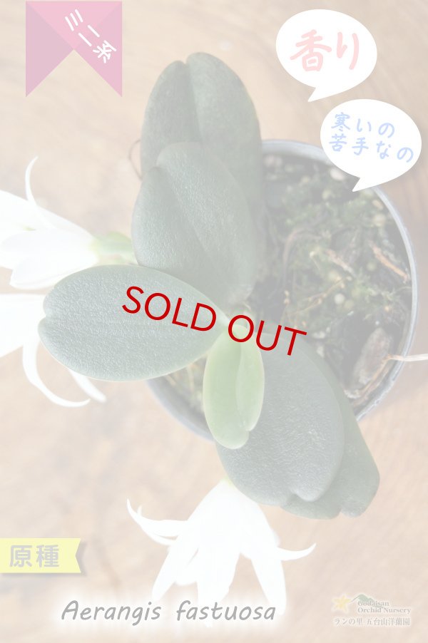 画像3: 【夜香る蘭】Aerangis fastuosa（原種）エランギス ファスツオサ (3)