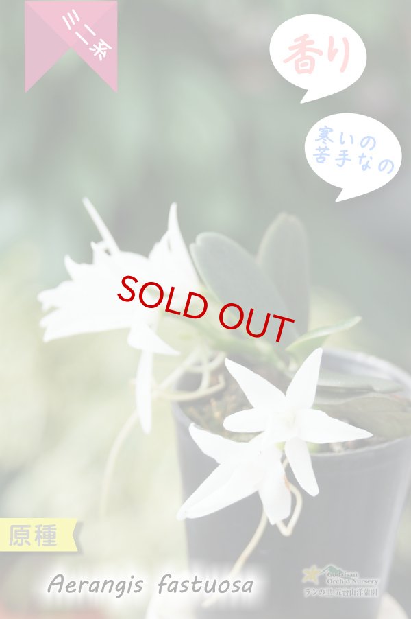 画像2: 【夜香る蘭】Aerangis fastuosa（原種）エランギス ファスツオサ (2)
