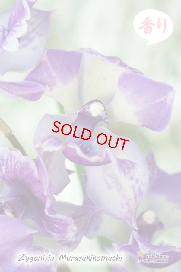 画像3: 【ひかえめな香りと青紫カラーが魅力的】Zygonisia Murasakikomachi (交配種)ジゴニシア紫小町(ムラサキコマチ) (3)