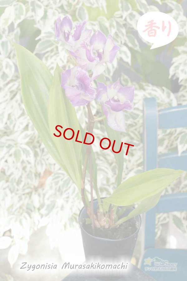 画像2: 【ひかえめな香りと青紫カラーが魅力的】Zygonisia Murasakikomachi (交配種)ジゴニシア紫小町(ムラサキコマチ) (2)