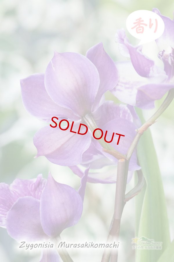 画像4: 【ひかえめな香りと青紫カラーが魅力的】Zygonisia Murasakikomachi (交配種)ジゴニシア紫小町(ムラサキコマチ) (4)