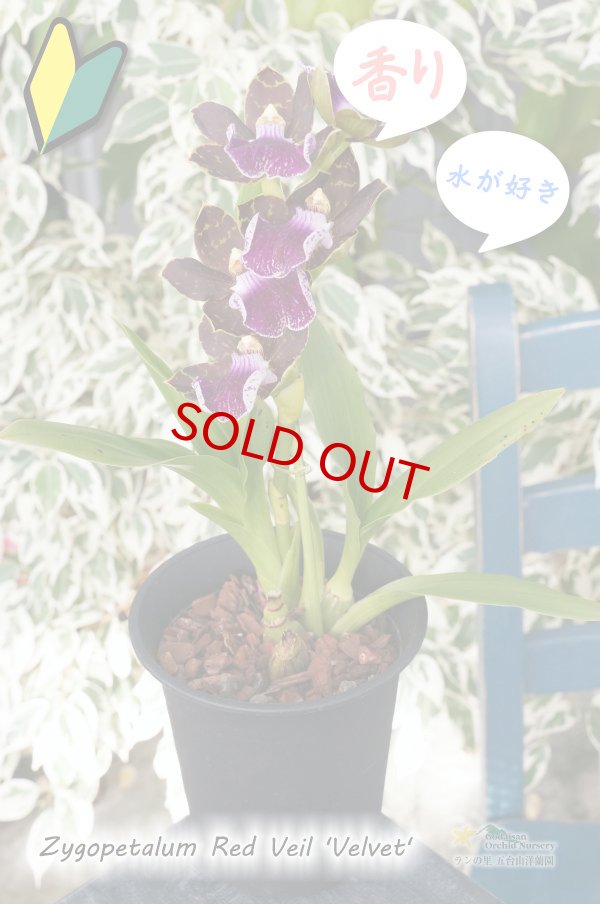 画像4: 【香りが魅力的】Zyg. Red Veil 'Velvet' (交配種)ジゴペタラム レッドベイル'ベルベット' (4)