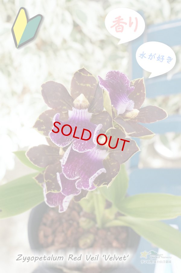 画像3: 【香りが魅力的】Zyg. Red Veil 'Velvet' (交配種)ジゴペタラム レッドベイル'ベルベット' (3)