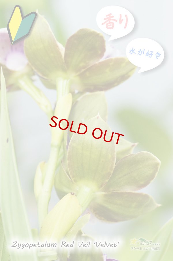 画像5: 【香りが魅力的】Zyg. Red Veil 'Velvet' (交配種)ジゴペタラム レッドベイル'ベルベット' (5)