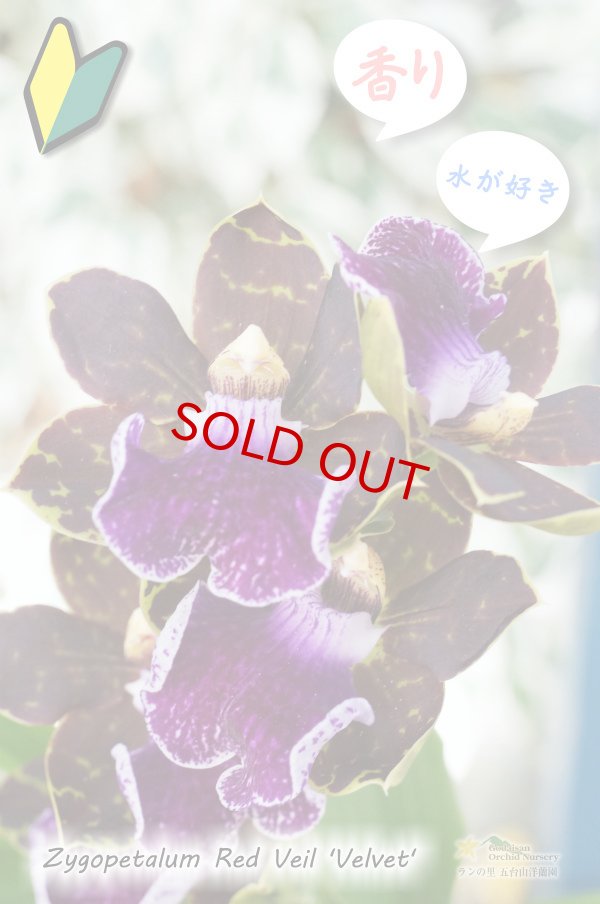 画像2: 【香りが魅力的】Zyg. Red Veil 'Velvet' (交配種)ジゴペタラム レッドベイル'ベルベット' (2)