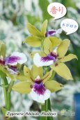 画像1: 【香りを楽しむラン♪】Zygoneria Adelaide Meadows (交配種)ジゴネリア アデレードメドーズ (1)