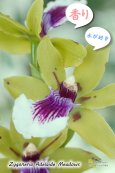 画像3: 【香りを楽しむラン♪】Zygoneria Adelaide Meadows (交配種)ジゴネリア アデレードメドーズ (3)