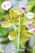 画像4: 【香りを楽しむラン♪】Zygoneria Adelaide Meadows (交配種)ジゴネリア アデレードメドーズ (4)
