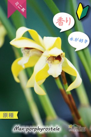 洋蘭専門店 ランの里 五台山洋蘭園その他の洋ラン (Page 1)