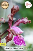 画像4: 【香りが素晴らしいカトレア原種】C.schilleriana （原種）カトレア　シレリアーナ (4)