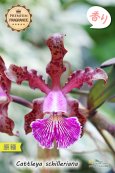 画像3: 【香りが素晴らしいカトレア原種】C.schilleriana （原種）カトレア　シレリアーナ (3)