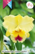 画像1: 【香りも楽しめる中大輪イエローカトレア】Rlc[Blc].Goldenzelle ‘Lemon Chiffon'（交配種）カトレア ゴールデンゼル 'レモンシフォン' (1)
