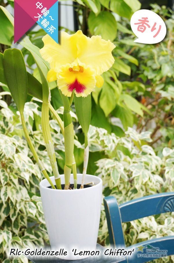 画像4: 【香りも楽しめる中大輪イエローカトレア】Rlc[Blc].Goldenzelle ‘Lemon Chiffon'（交配種）カトレア ゴールデンゼル 'レモンシフォン' (4)
