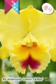 画像3: 【香りも楽しめる中大輪イエローカトレア】Rlc[Blc].Goldenzelle ‘Lemon Chiffon'（交配種）カトレア ゴールデンゼル 'レモンシフォン' (3)