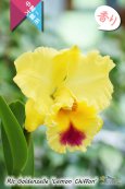 画像2: 【香りも楽しめる中大輪イエローカトレア】Rlc[Blc].Goldenzelle ‘Lemon Chiffon'（交配種）カトレア ゴールデンゼル 'レモンシフォン' (2)