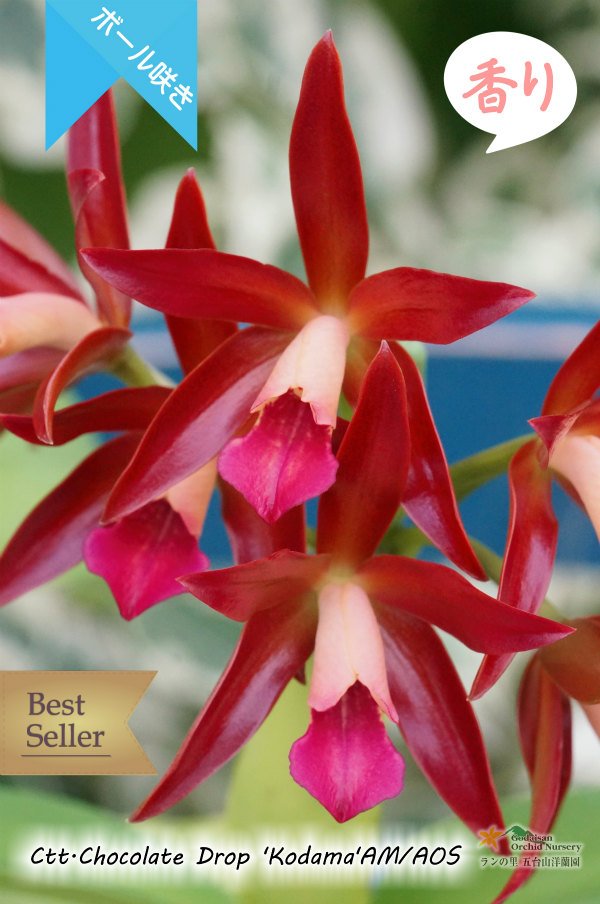 画像2: 【多肉植物のような質感の花】Ctt.Chocolate Drop ‘Kodama'（交配種）カトレア チョコレートドロップ 'コダマ' (2)