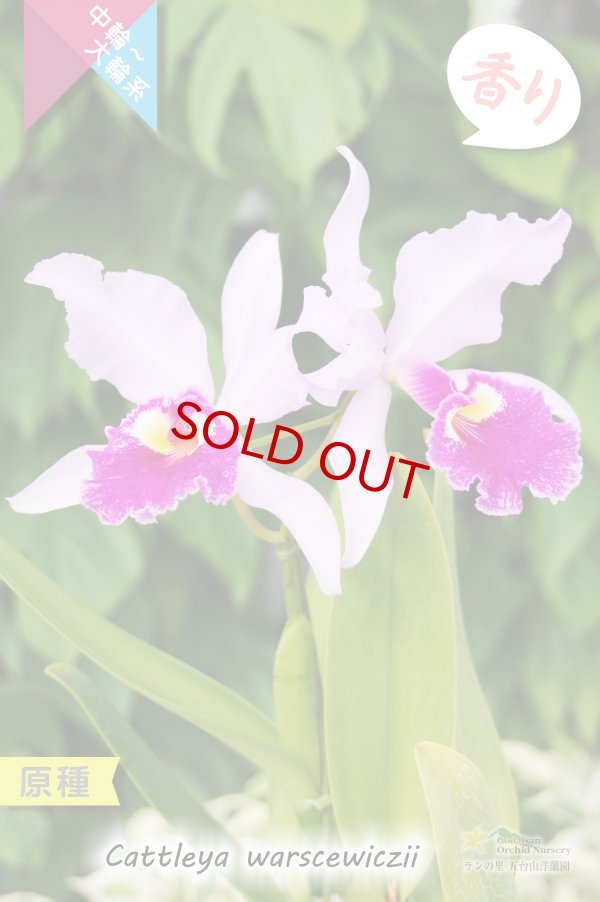 画像3: 【南米コロンビア産カトレア原種】C.warscewiczii （原種）カトレア　ワーセウィッチ (3)