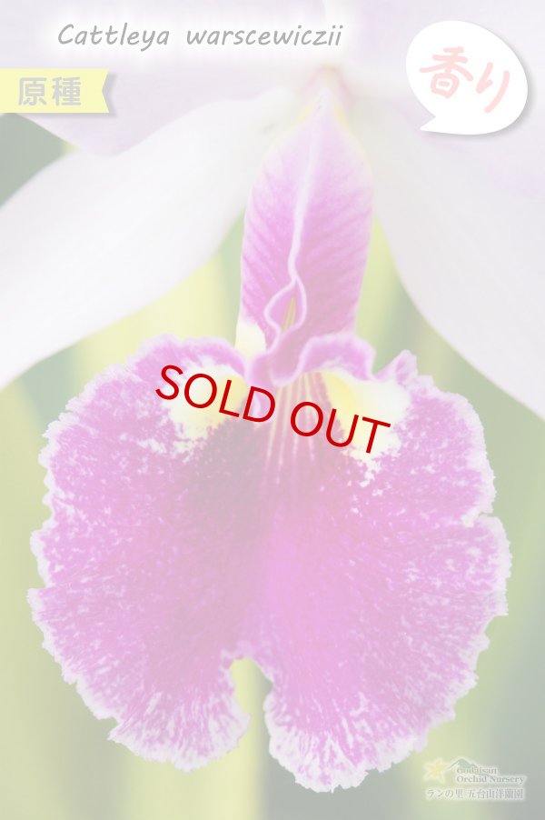 画像2: 【南米コロンビア産カトレア原種】C.warscewiczii （原種）カトレア　ワーセウィッチ (2)