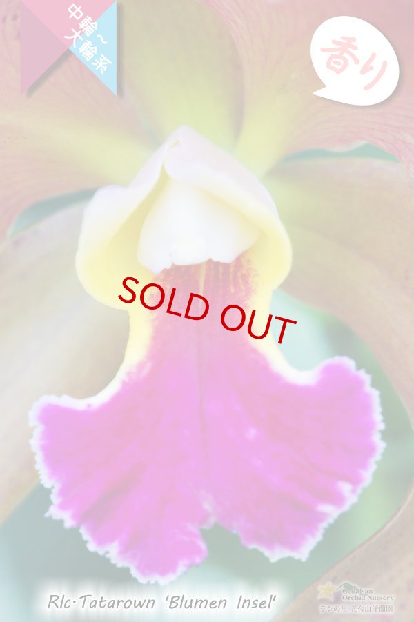 画像2: 【リップが印象的な貴重な夏咲品種】Rlc.Tatarown‘Blumen Insel'CR/HOS (交配種)タタロウン’ブルーメン インセル’ (2)