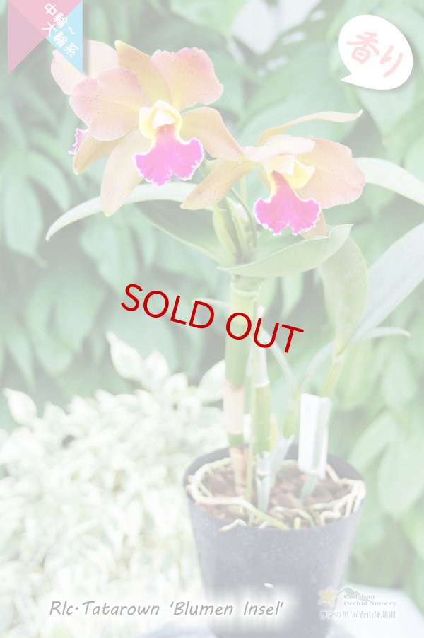 画像3: 【リップが印象的な貴重な夏咲品種】Rlc.Tatarown‘Blumen Insel'CR/HOS (交配種)タタロウン’ブルーメン インセル’ (3)